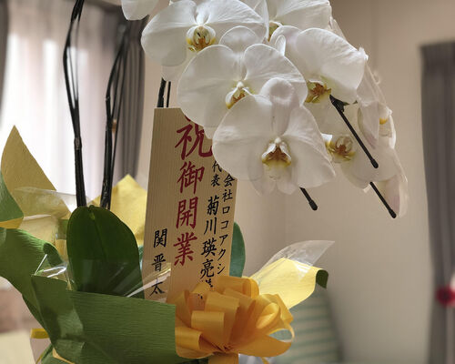 開業お祝いの胡蝶蘭、晋から
