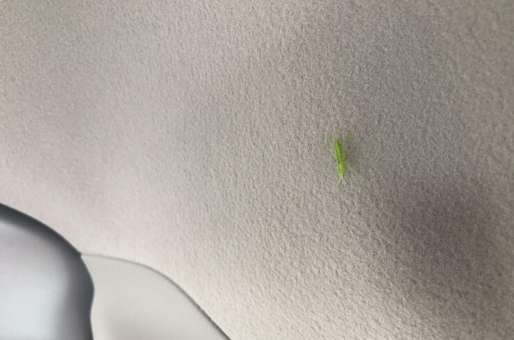 車内にバッタ